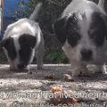 母犬が2週間帰ってこ…