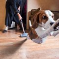 なぜ犬は『大きな音…