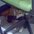 『犬がいる職場』の1…