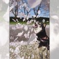 桜吹雪と柴犬さん！…