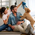 犬が喜ぶ『飼い主の…