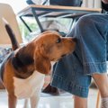 犬が『股間を嗅いで…