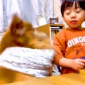 小さな男の子の食事…