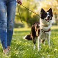 犬が食べたら危険な…