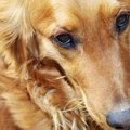 犬の逆さまつげ～症…