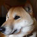 犬が『捨てられた』…
