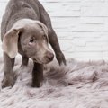 『ネガティブな犬』…