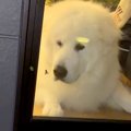 窓に虫が寄ってきた…