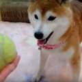 「あ、もういいです…