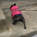 愛犬が選んだお散歩…