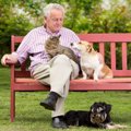 犬と猫、どちらも飼…