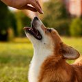 愛犬が夢に出てきた…