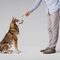 柴犬のトイレを覚え…