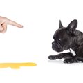 犬の失禁から考えら…