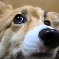 いただき！黒猫さん…