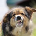 犬がケージの中で暴…