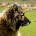 牧羊犬vsドローン、…