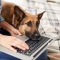 犬が『やきもち』を…