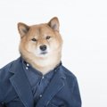 柴犬に服を着させる…