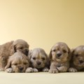 子犬のシャンプーを…