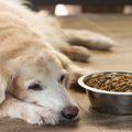 犬が『ご飯を食べよ…