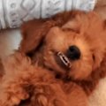 パパとママの体重が3…