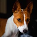 犬が眉間にシワを寄…