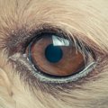 犬のドライアイ、罹…