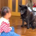 2歳の女の子が犬に『…