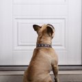 犬が飼い主のトイレ…