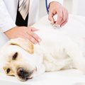 犬のお腹がグルグル…