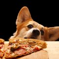 犬が人の食事をじっ…