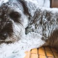 犬が『痛みを感じて…