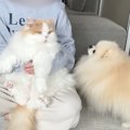 猫が大嫌いな『爪切…