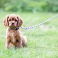 犬が散歩中に座って動かなくなる心理４選！歩かせるためにやるべきこととNG行為を解説