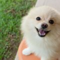 犬の『名前』にまつ…