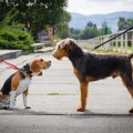 犬に『犬の友達』は…