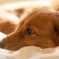 10歳以上の犬を飼っ…