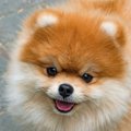 犬に名前を覚えさせ…