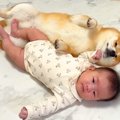 犬が赤ちゃんから蹴…