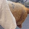 『おいっ！そのワン…