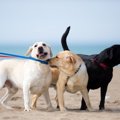 犬同士でも『いじめ…
