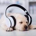 犬が好む音３選