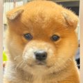 『たぬき顔の柴犬を…