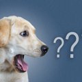 犬に『イタズラ』を…