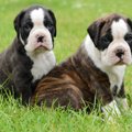 犬は何歳だって成長…