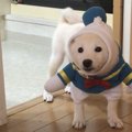 【バズ動画】服が嫌過ぎる柴犬さん、静止画になる（動画です）