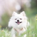 犬がうれしそうな表…