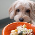 犬のご飯のくいつき…