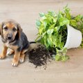 問題行動をする犬に…